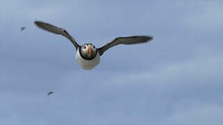 Atlantic Puffin