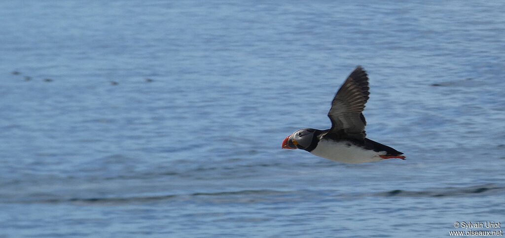 Atlantic Puffinadult