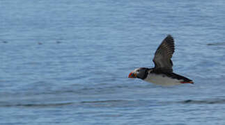 Atlantic Puffin