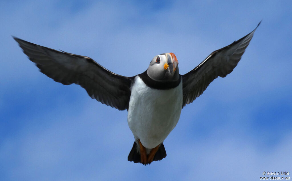 Atlantic Puffinadult