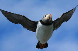 Atlantic Puffin