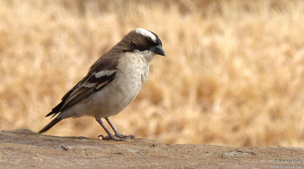 White-browed Sparrow-Weaver