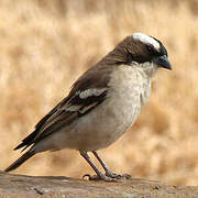 White-browed Sparrow-Weaver