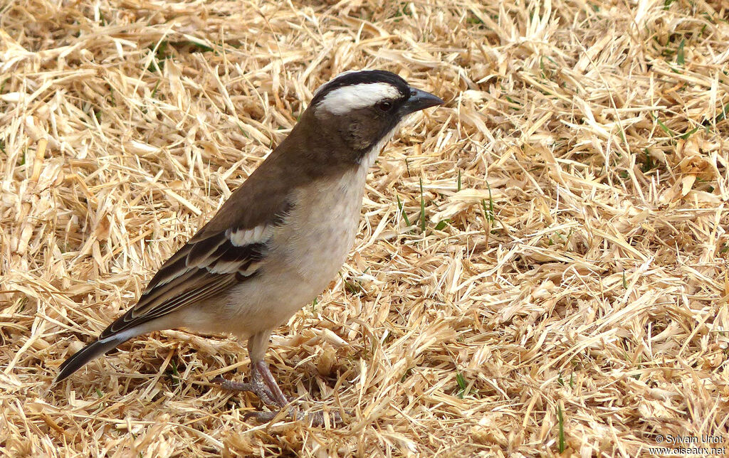 White-browed Sparrow-Weaver