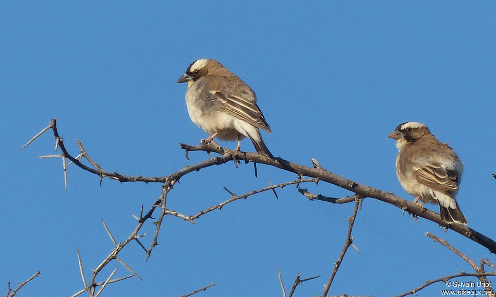 White-browed Sparrow-Weaver