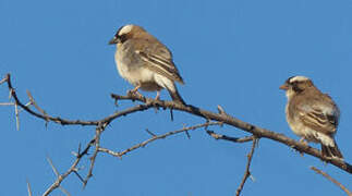 White-browed Sparrow-Weaver