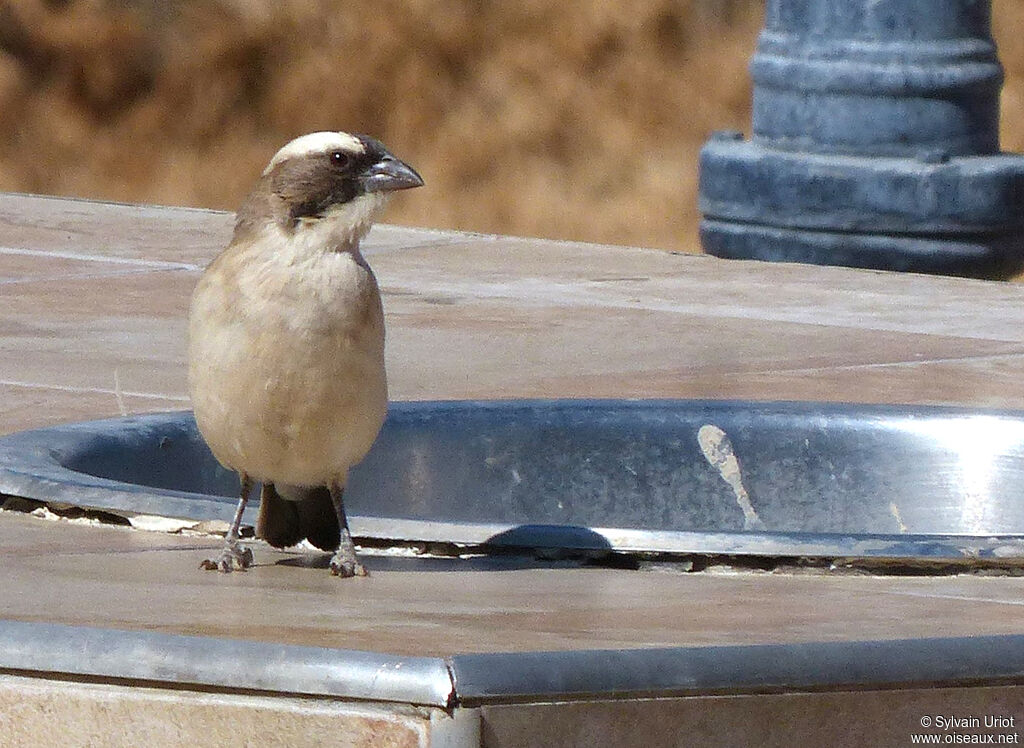 White-browed Sparrow-Weaver