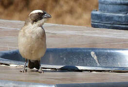 White-browed Sparrow-Weaver