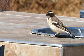 White-browed Sparrow-Weaver