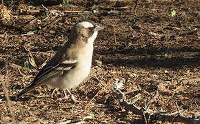 White-browed Sparrow-Weaver