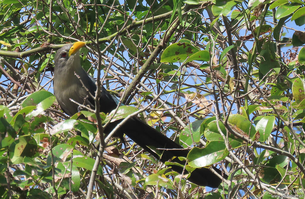 Green Malkohaadult