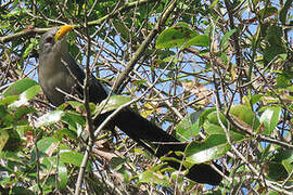 Green Malkoha