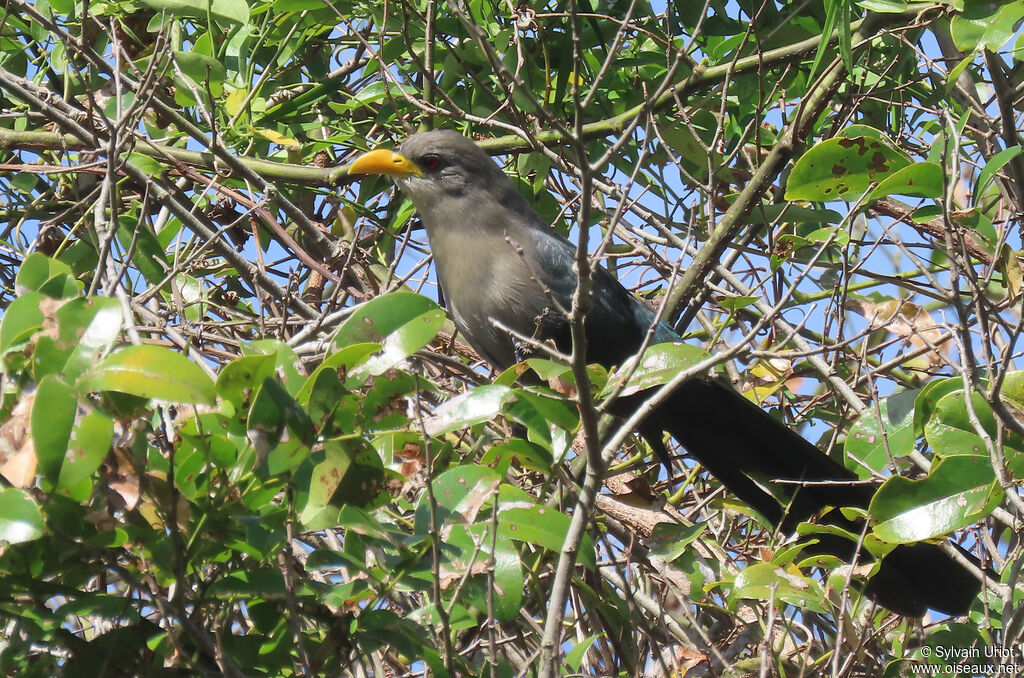 Malcoha australadulte