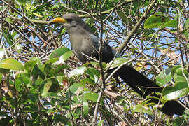 Green Malkoha