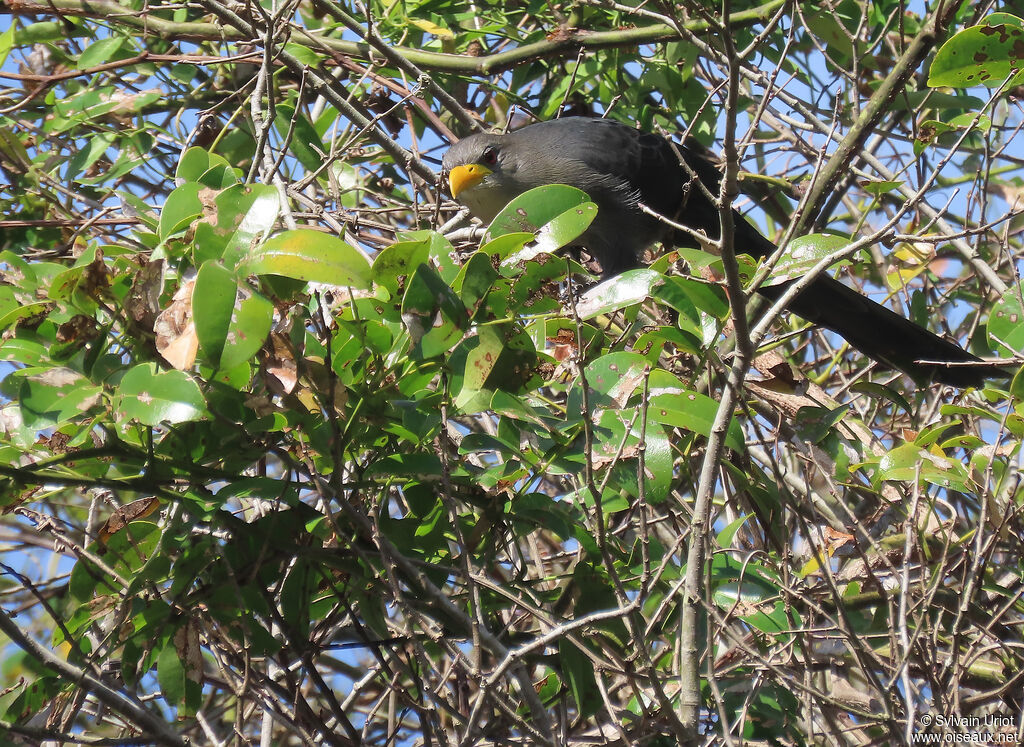 Green Malkohaadult