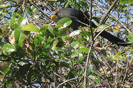 Green Malkoha