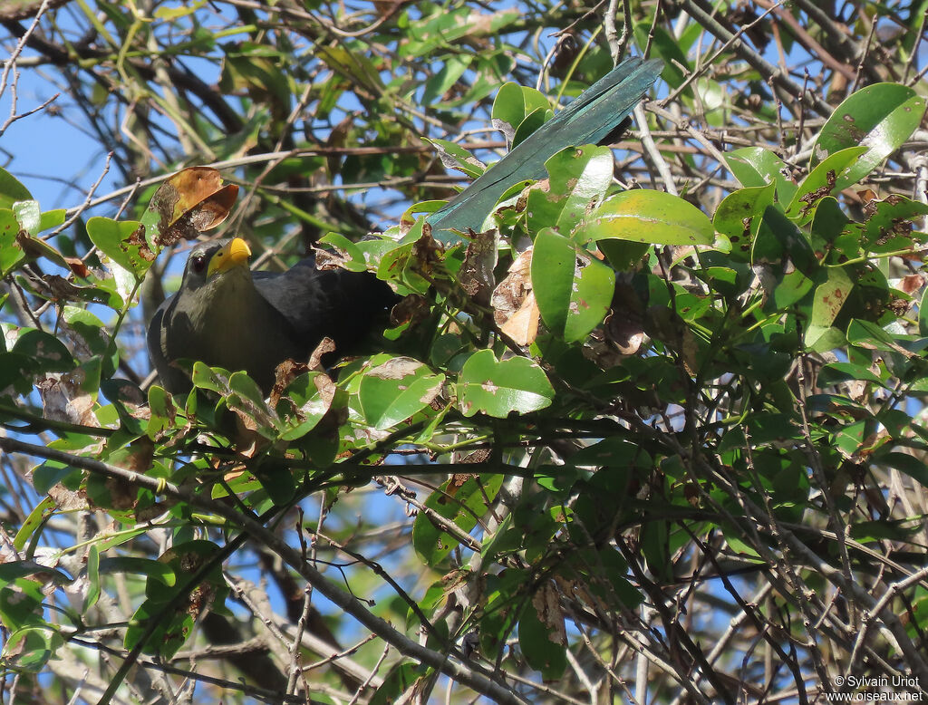 Green Malkohaadult