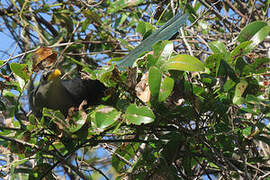 Green Malkoha