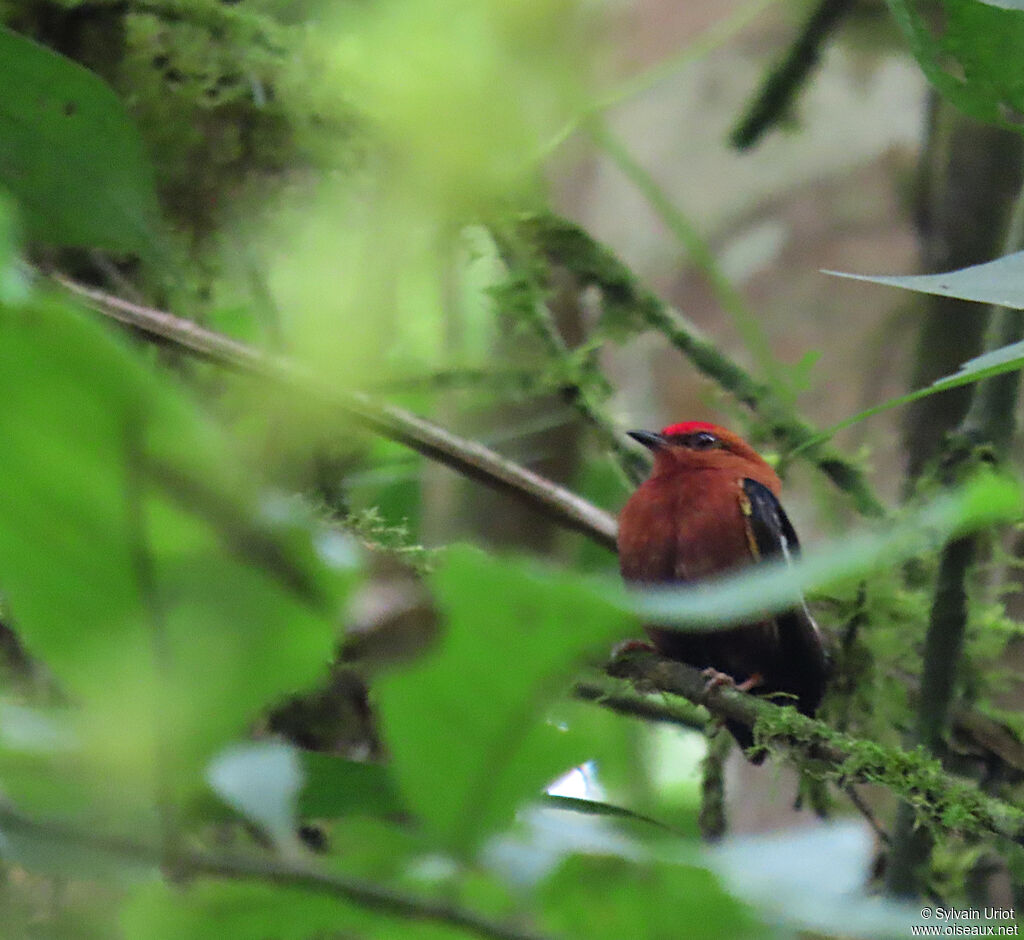 Manakin à ailes blanches mâle adulte