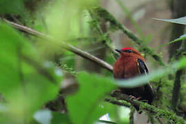 Club-winged Manakin