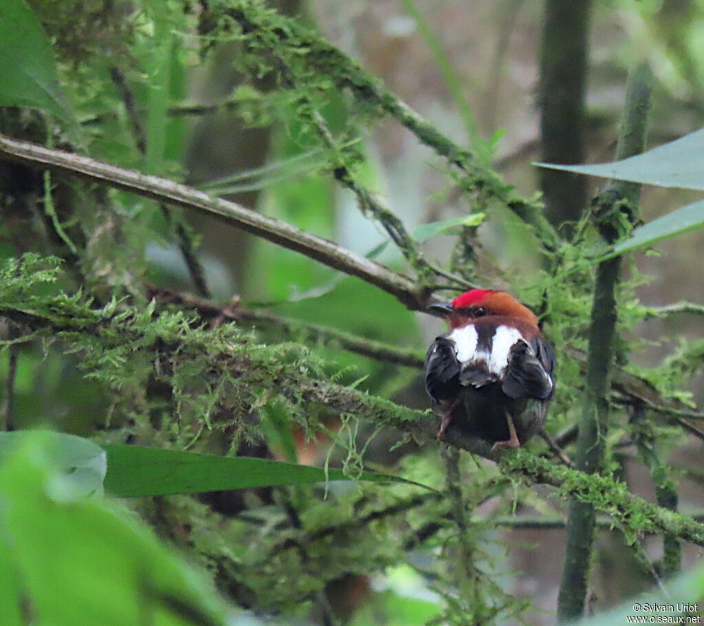 Manakin à ailes blanches mâle adulte