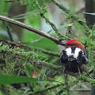 Manakin à ailes blanches