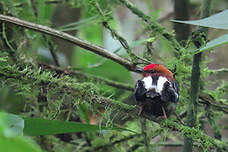 Manakin à ailes blanches