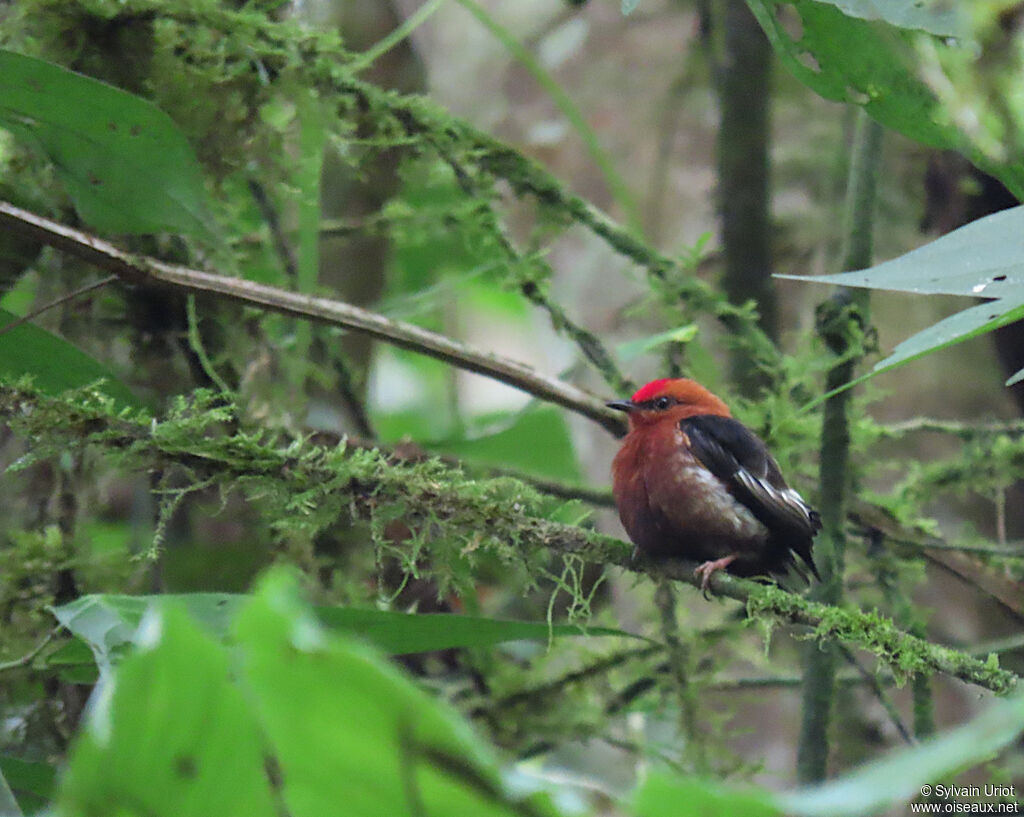 Manakin à ailes blanches mâle adulte