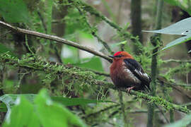 Club-winged Manakin