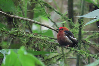 Manakin à ailes blanches