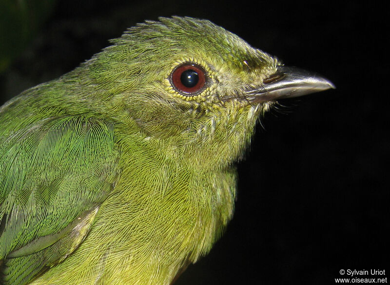 White-fronted Manakin female adult