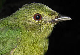 White-fronted Manakin