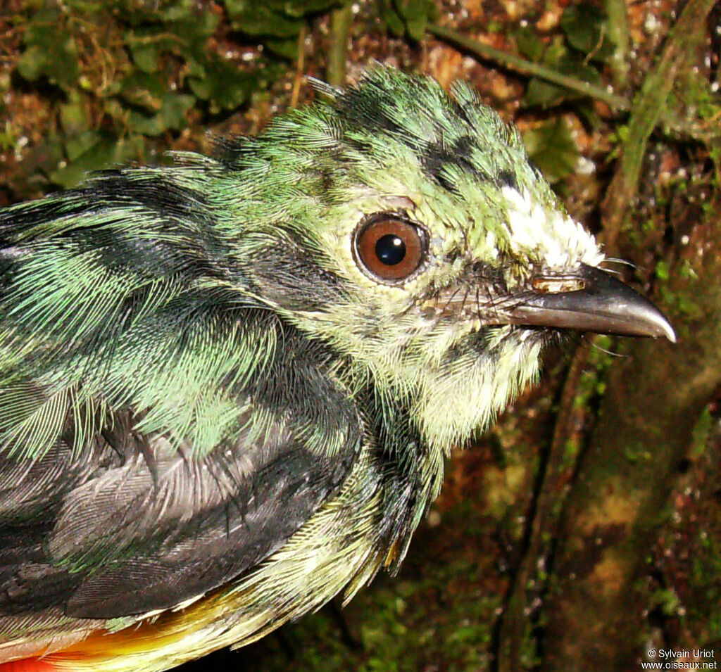 White-fronted Manakin male Third  year