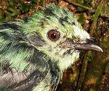 White-fronted Manakin