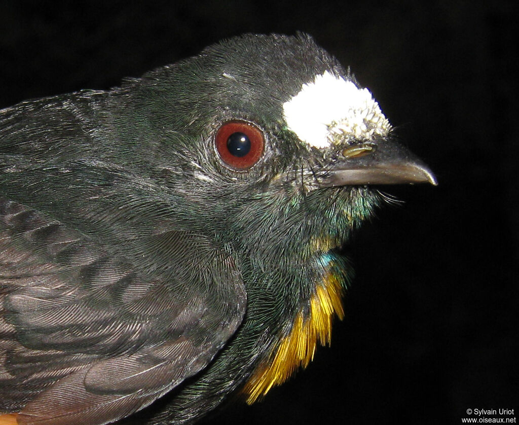 White-fronted Manakin male adult