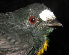 White-fronted Manakin