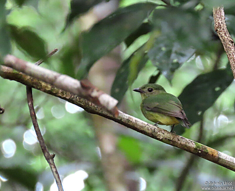 White-fronted Manakin female adult