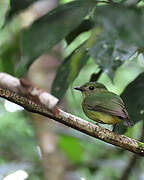 White-fronted Manakin