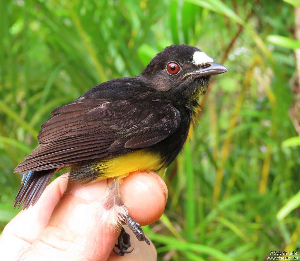 White-fronted Manakin male adult
