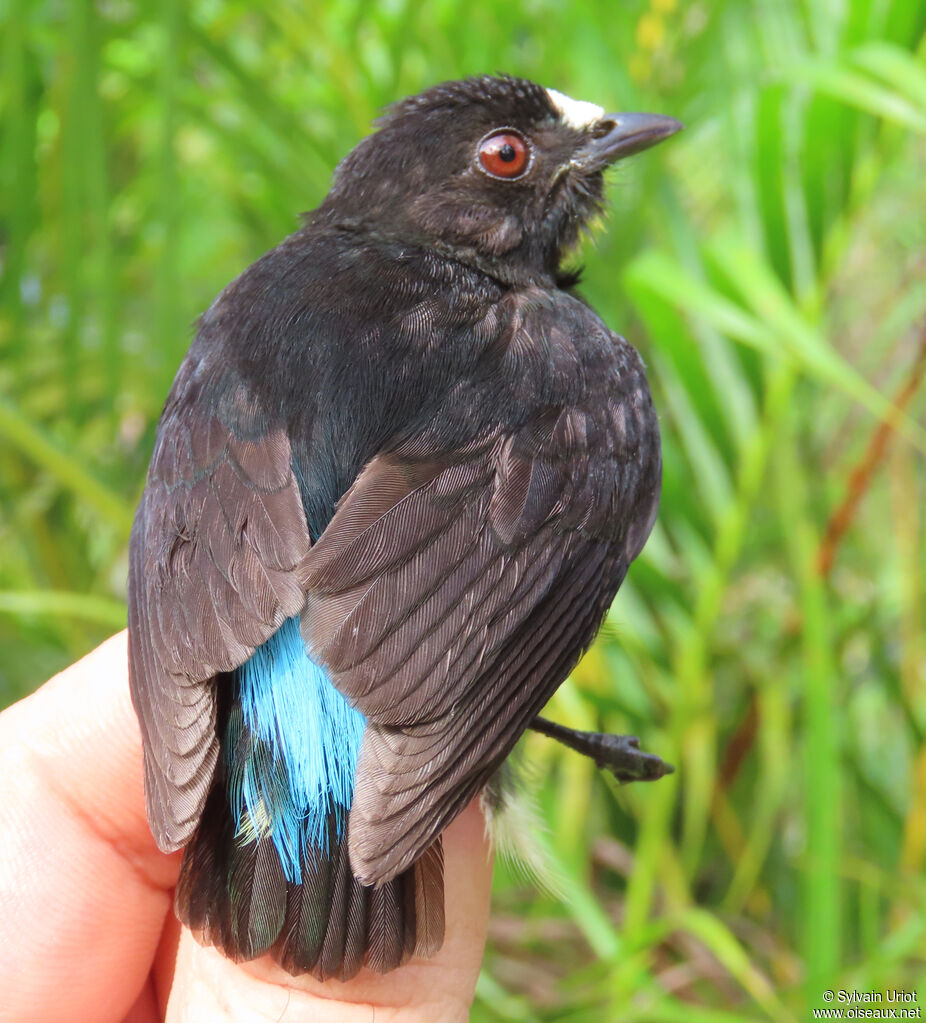 White-fronted Manakin male adult