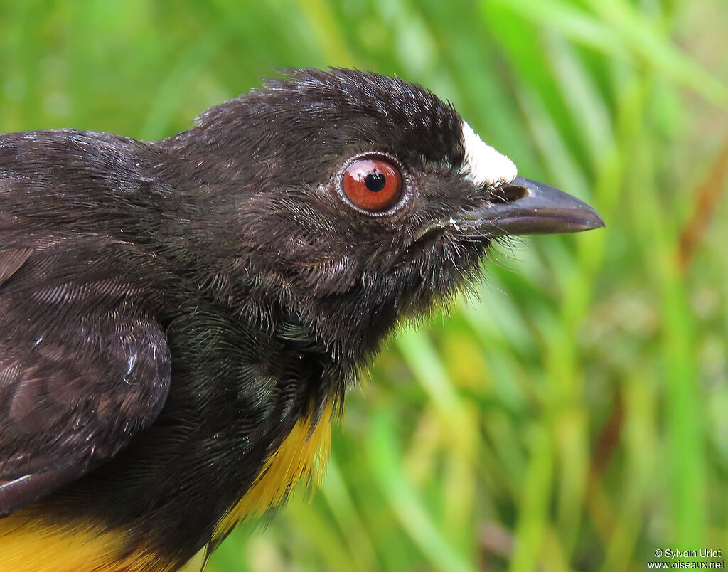 White-fronted Manakin male adult