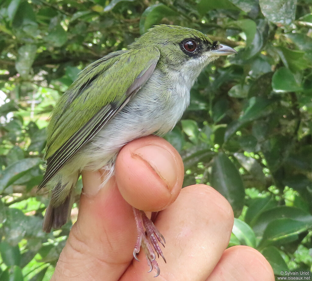 Manakin à gorge blanche mâle 3ème année