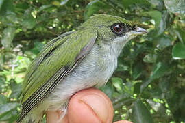 White-throated Manakin