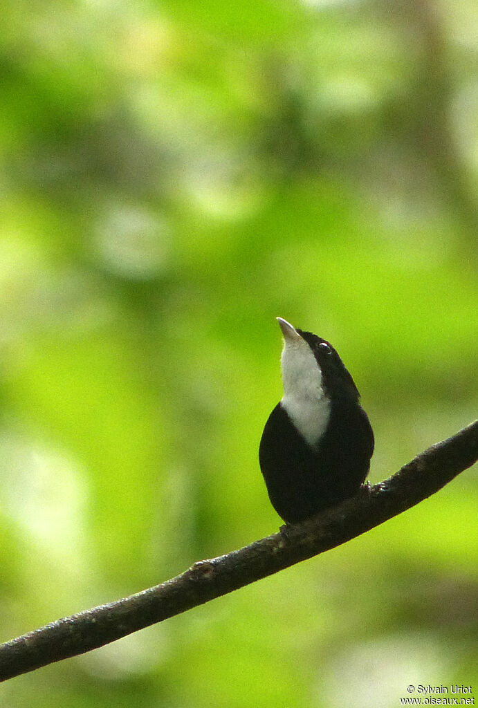 Manakin à gorge blanche mâle adulte