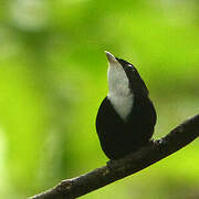 White-throated Manakin