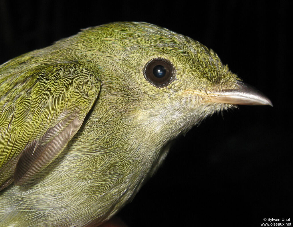 White-throated Manakin female adult