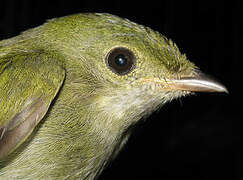 White-throated Manakin