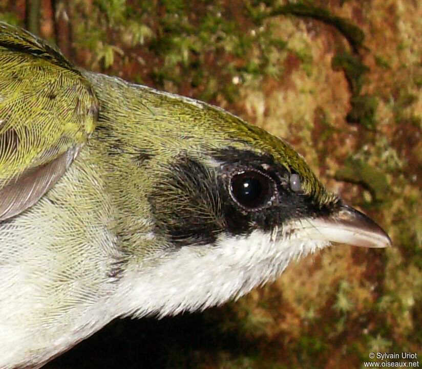 White-throated Manakin male Second year