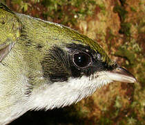 White-throated Manakin