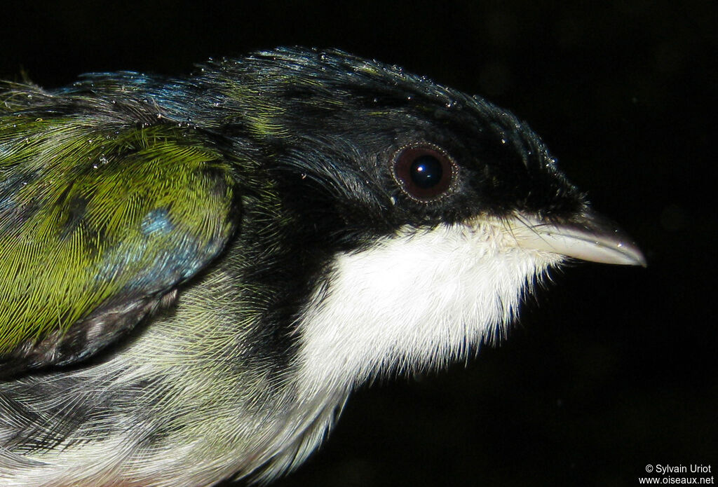 Manakin à gorge blanche mâle 3ème année